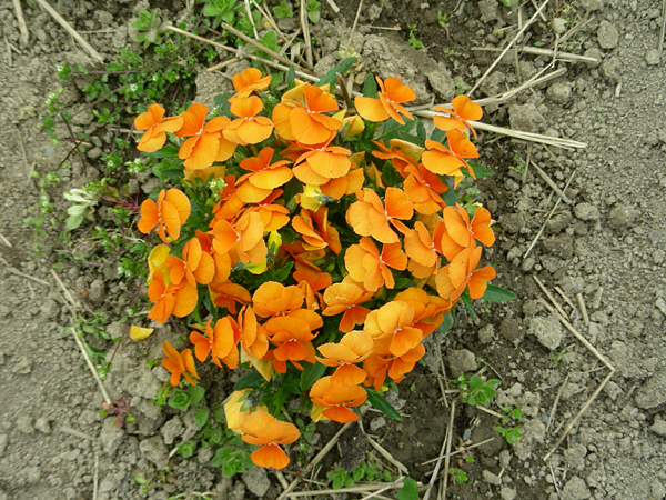 pansy in flower